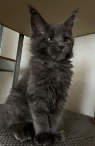 Кошеня Мейн-кун дівчинка