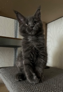 Кошеня Мейн-кун дівчинка