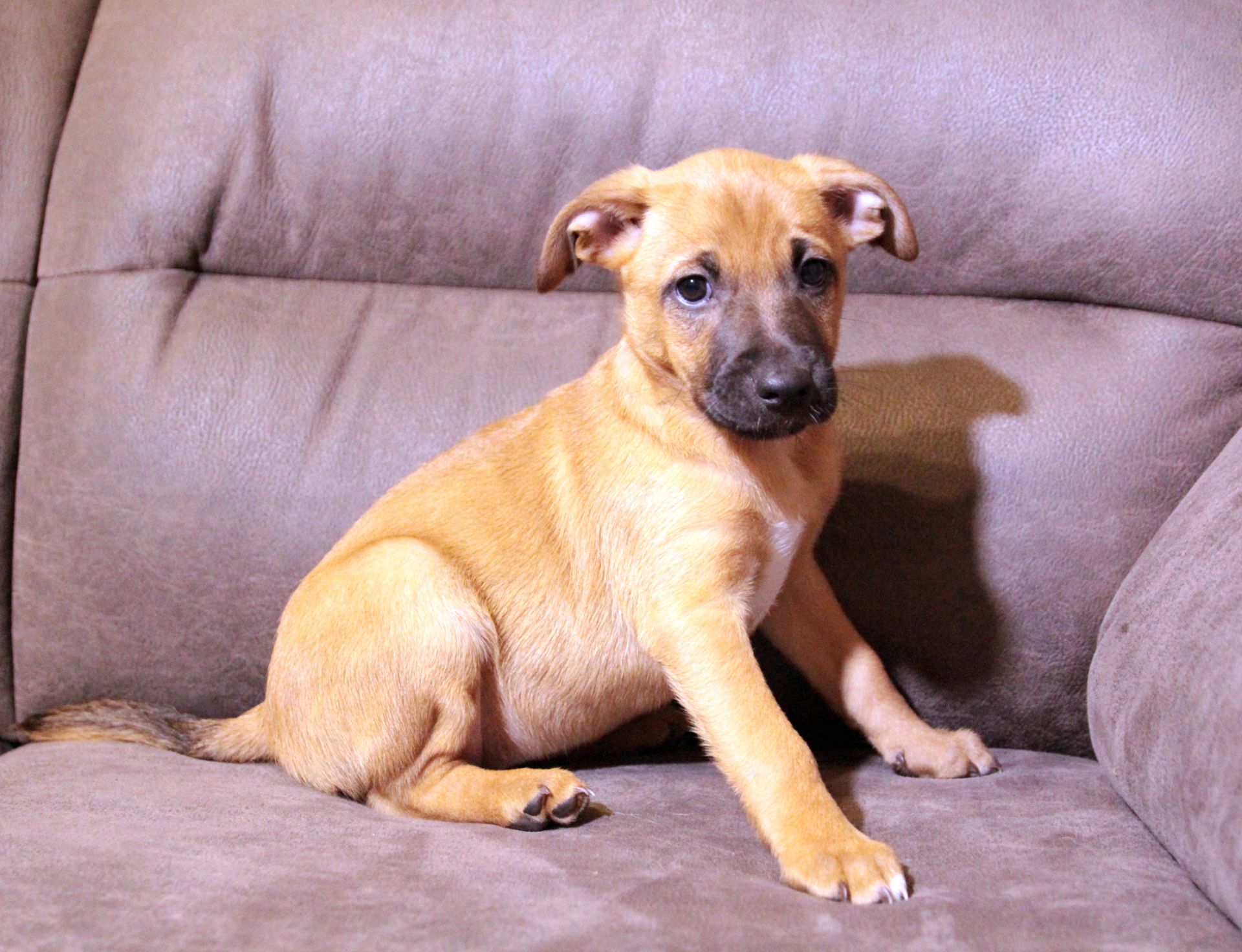 Тендітна красуня