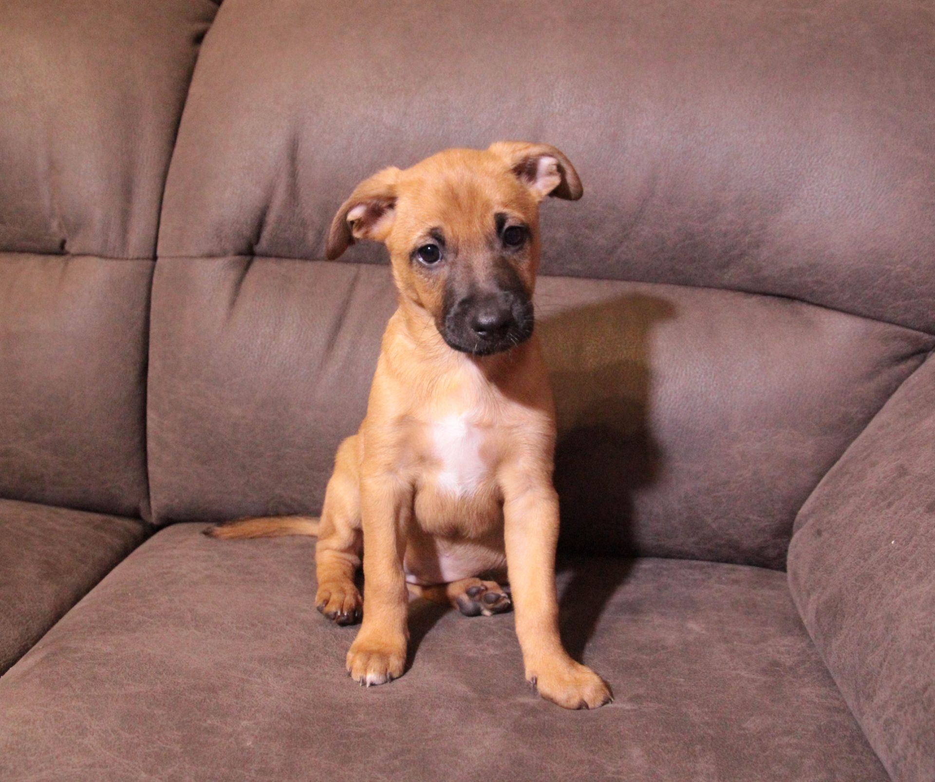 Тендітна красуня