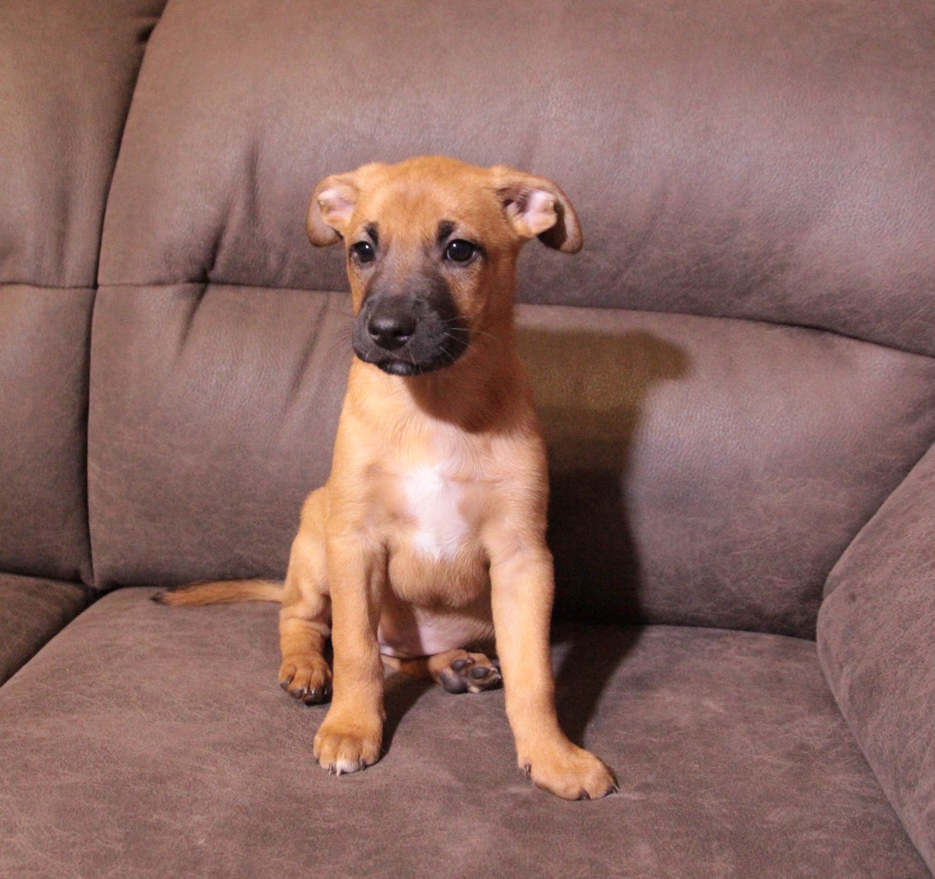 Тендітна красуня