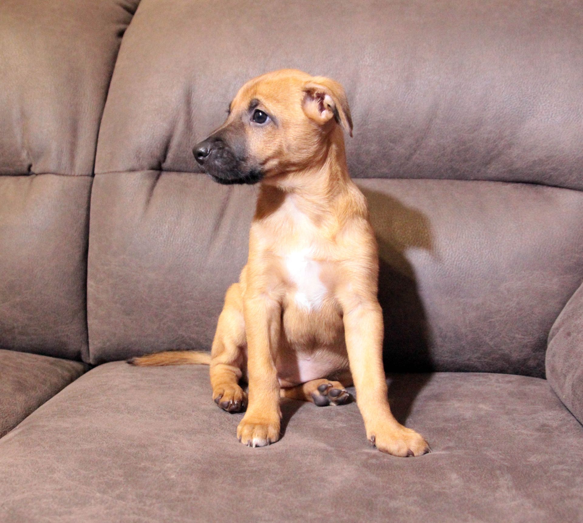 Тендітна красуня