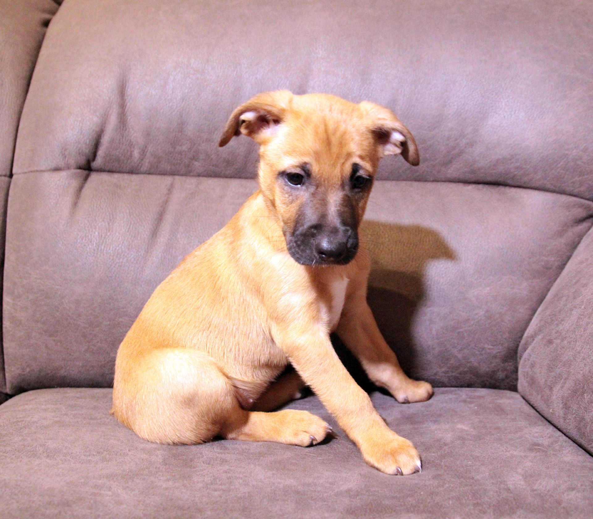 Тендітна красуня