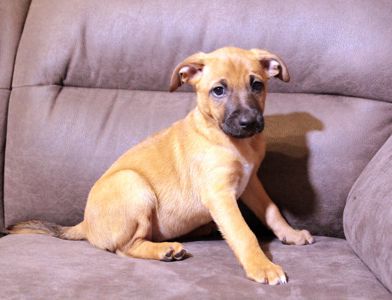 Тендітна красуня