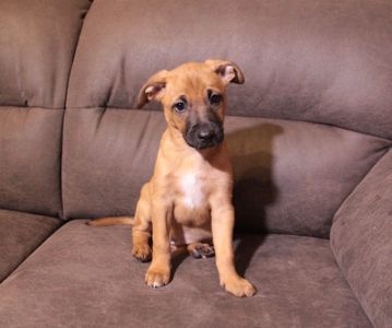 Тендітна красуня