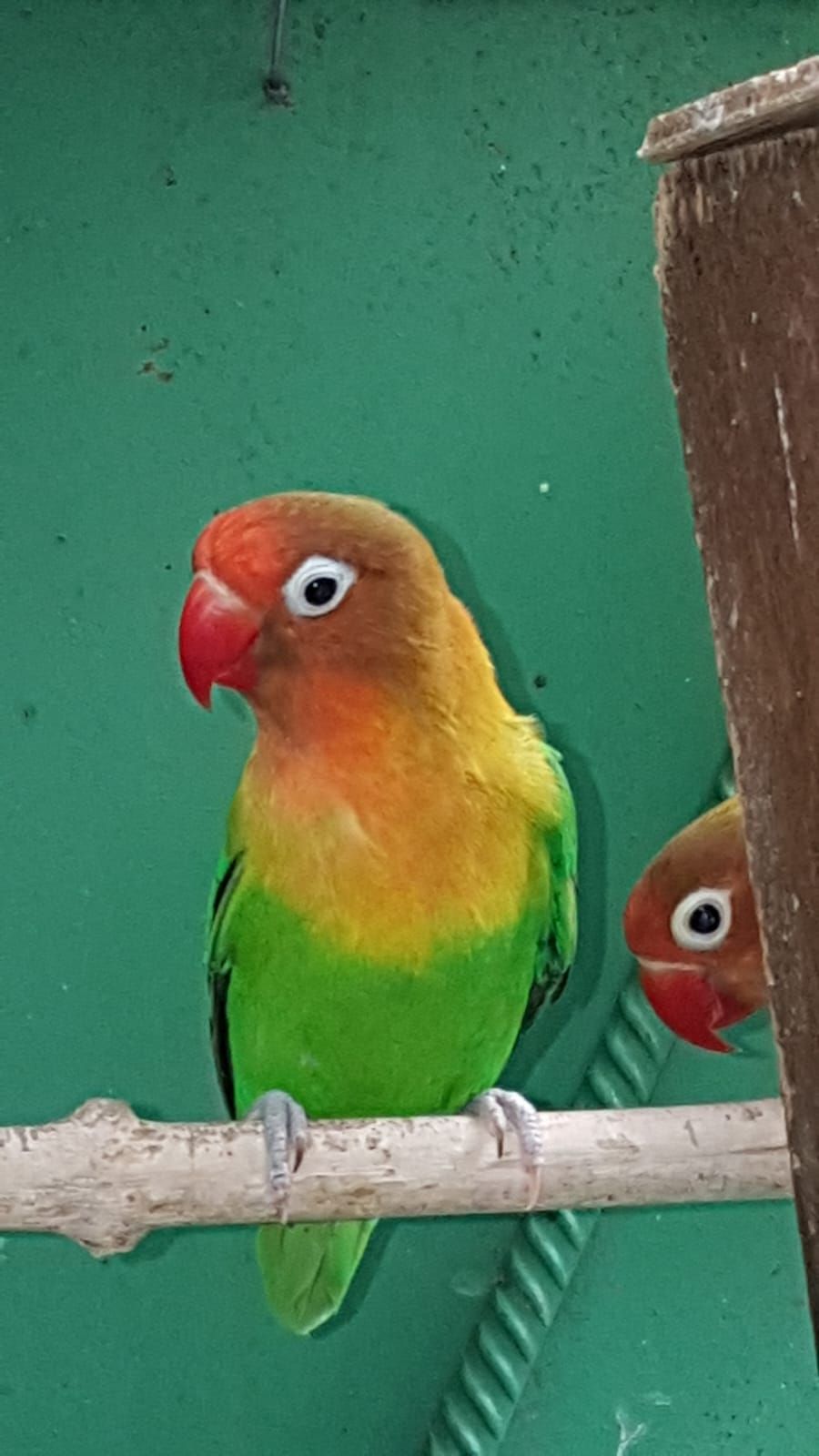 Неразлучники