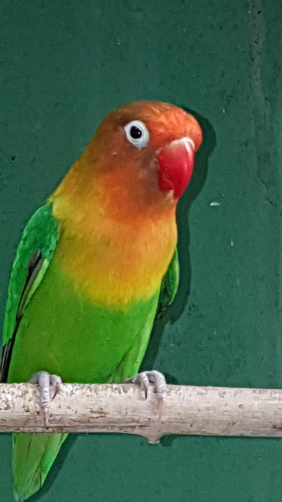 Неразлучники