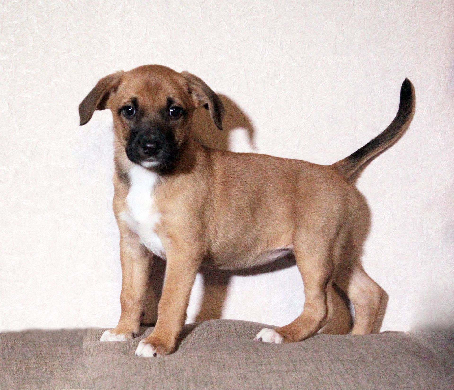 Маленька леді шукає свою сім’ю