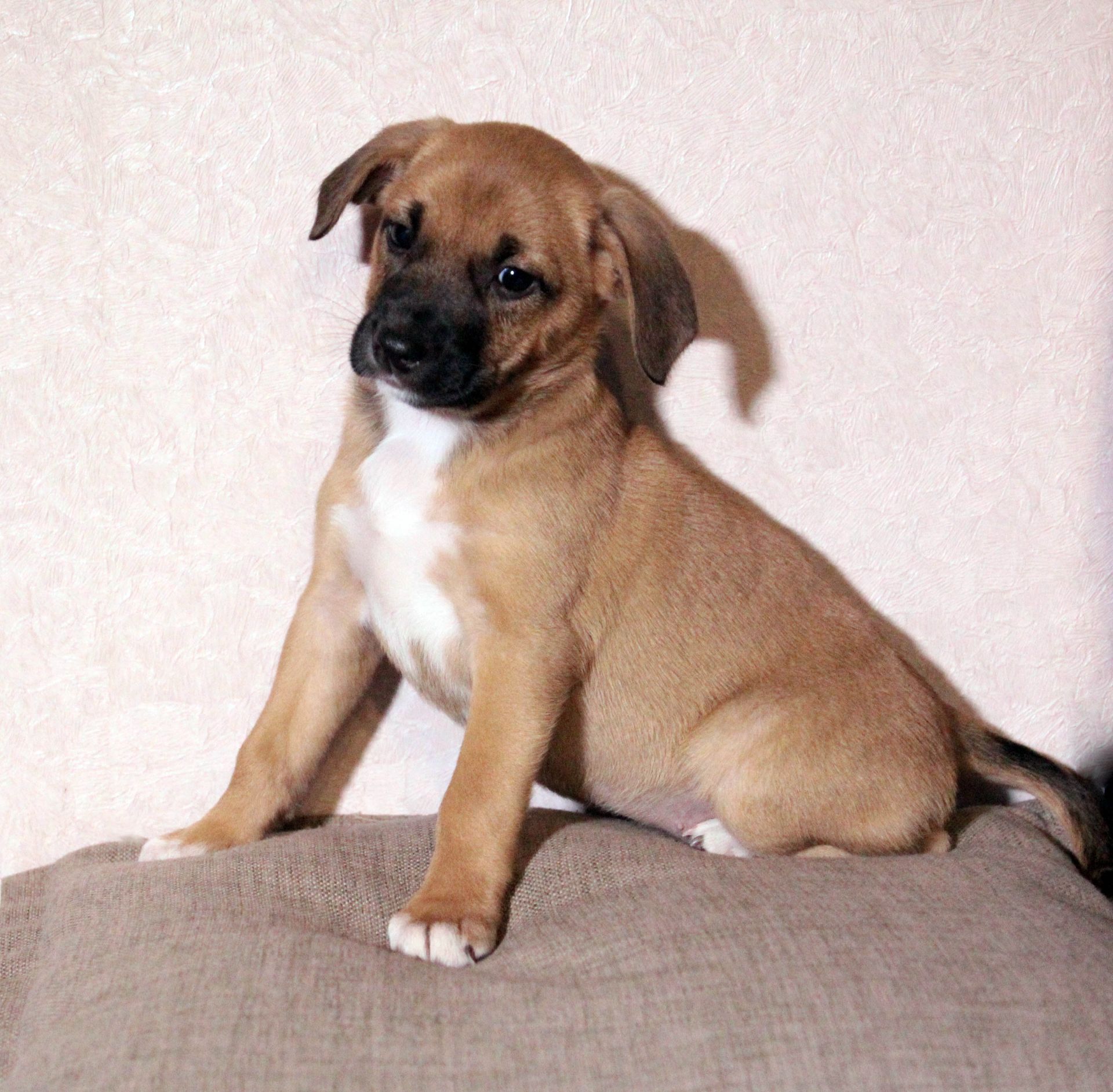 Маленька леді шукає свою сім’ю