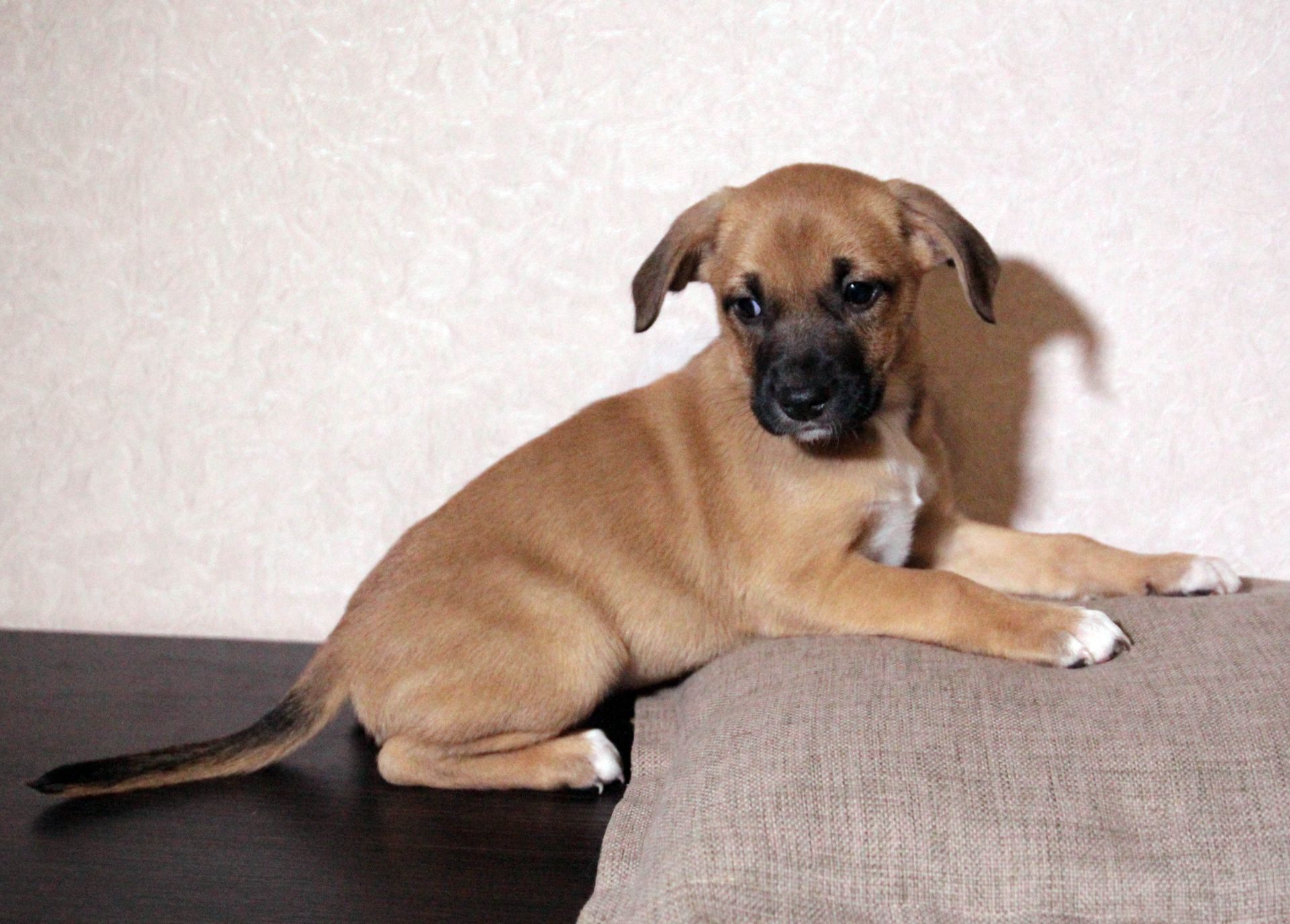 Маленька леді шукає свою сім’ю