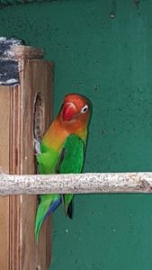 Неразлучники