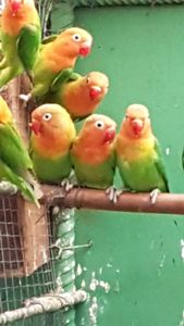 Неразлучники