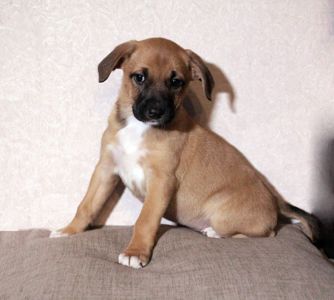 Маленька леді шукає свою сім’ю