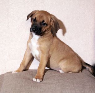 Маленька леді шукає свою сім’ю