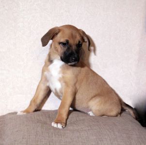 Маленька леді шукає свою сім’ю