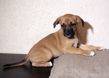 Маленька леді шукає свою сім’ю