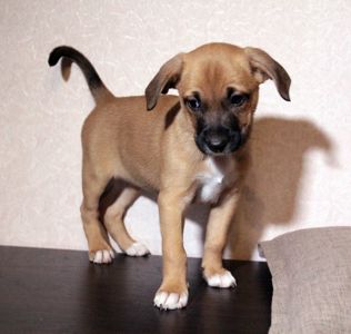 Маленька леді шукає свою сім’ю