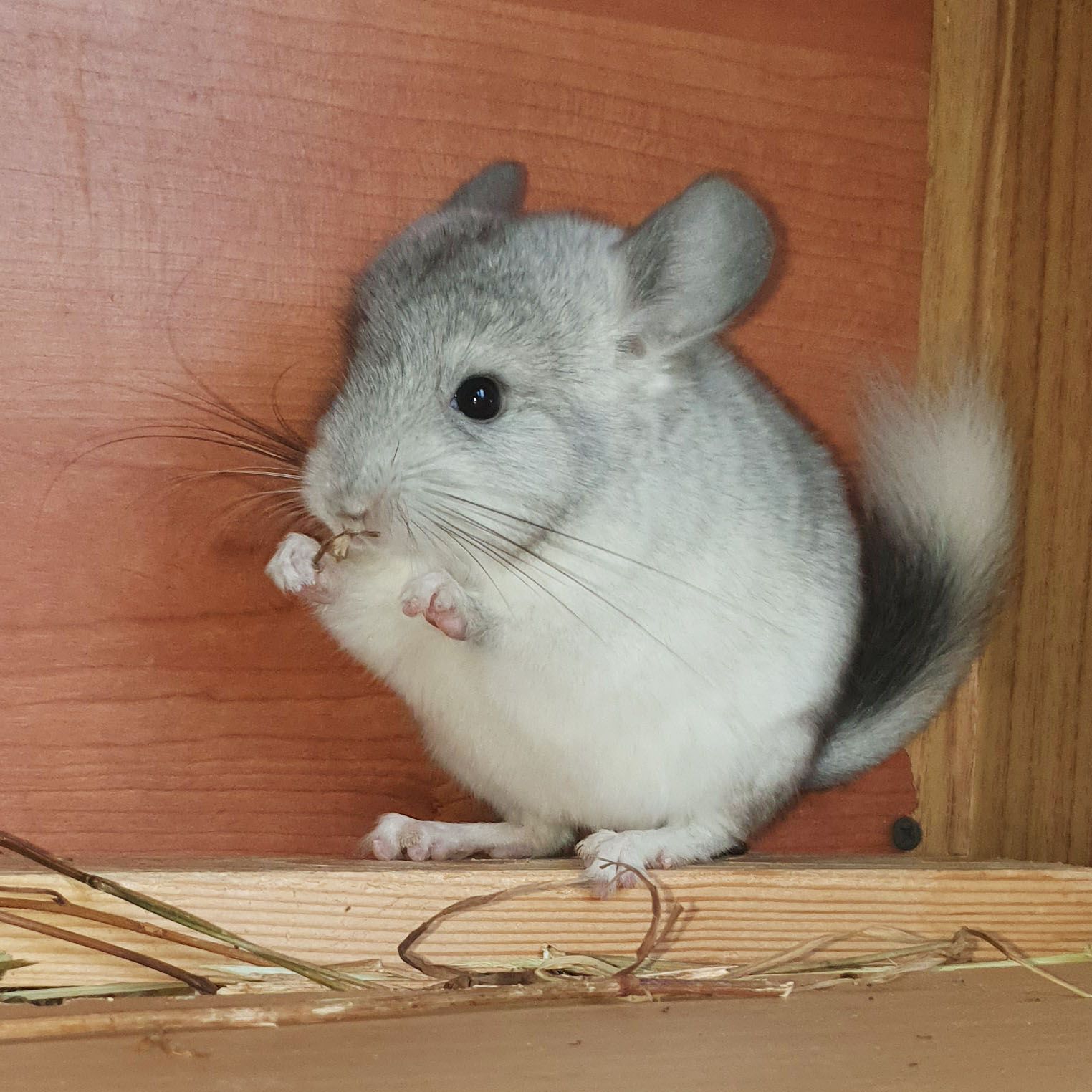 Маленький самец шиншиллы Белый эбони носитель ангоры