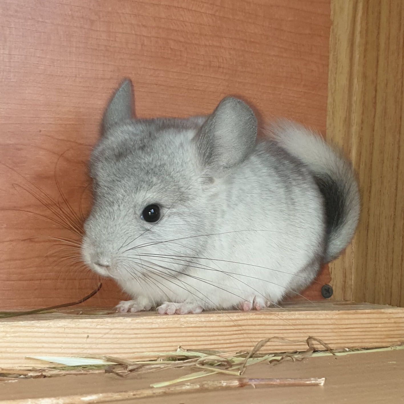 Маленький самец шиншиллы Белый эбони носитель ангоры