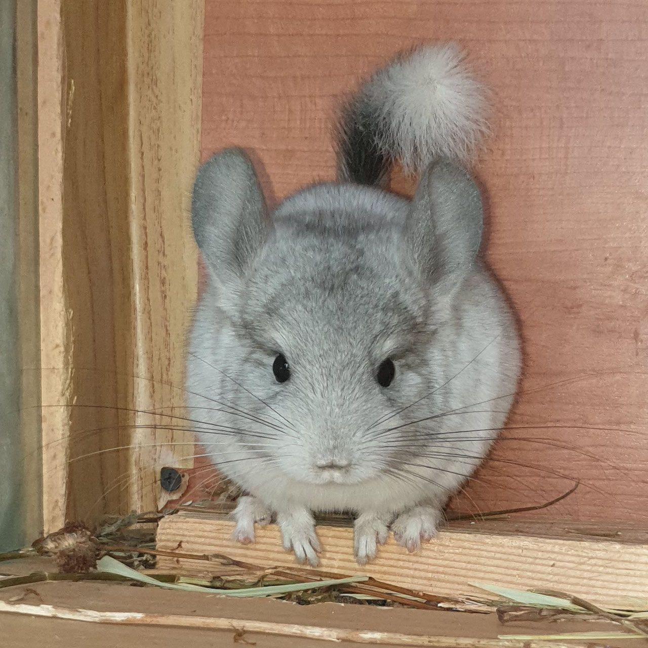 Маленький самец шиншиллы Белый эбони носитель ангоры