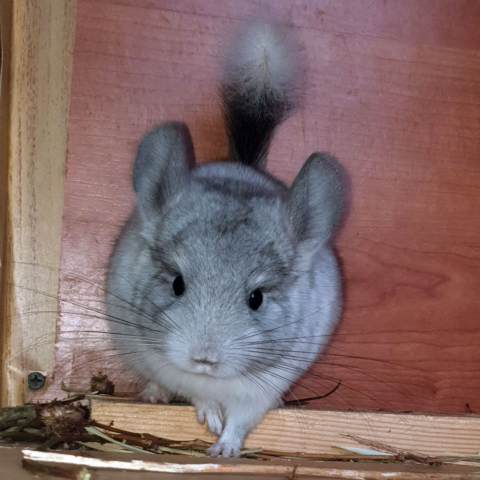 Маленький самец шиншиллы Белый эбони носитель ангоры