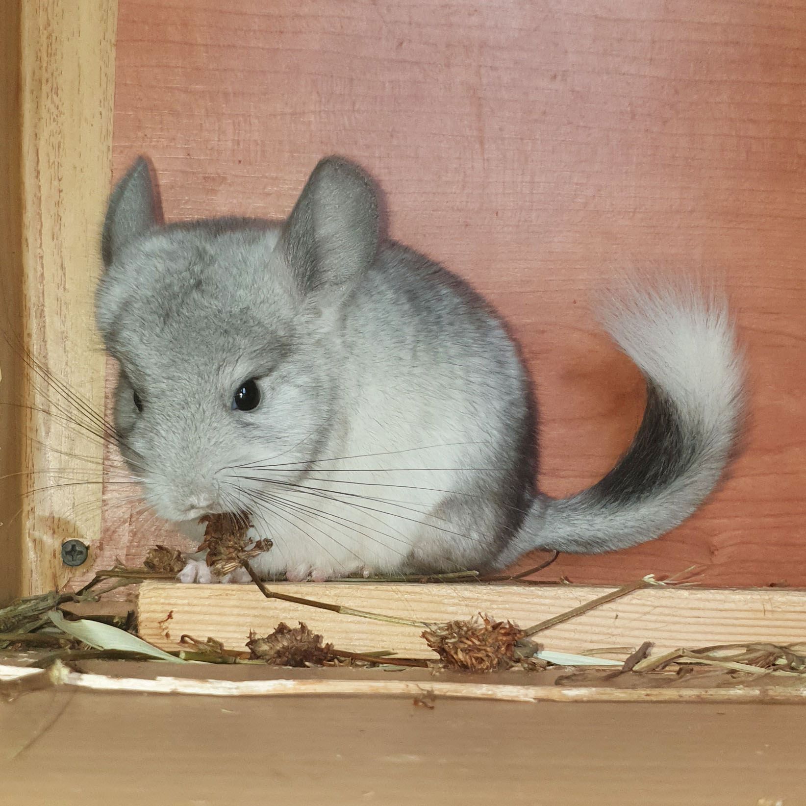 Маленький самец шиншиллы Белый эбони носитель ангоры