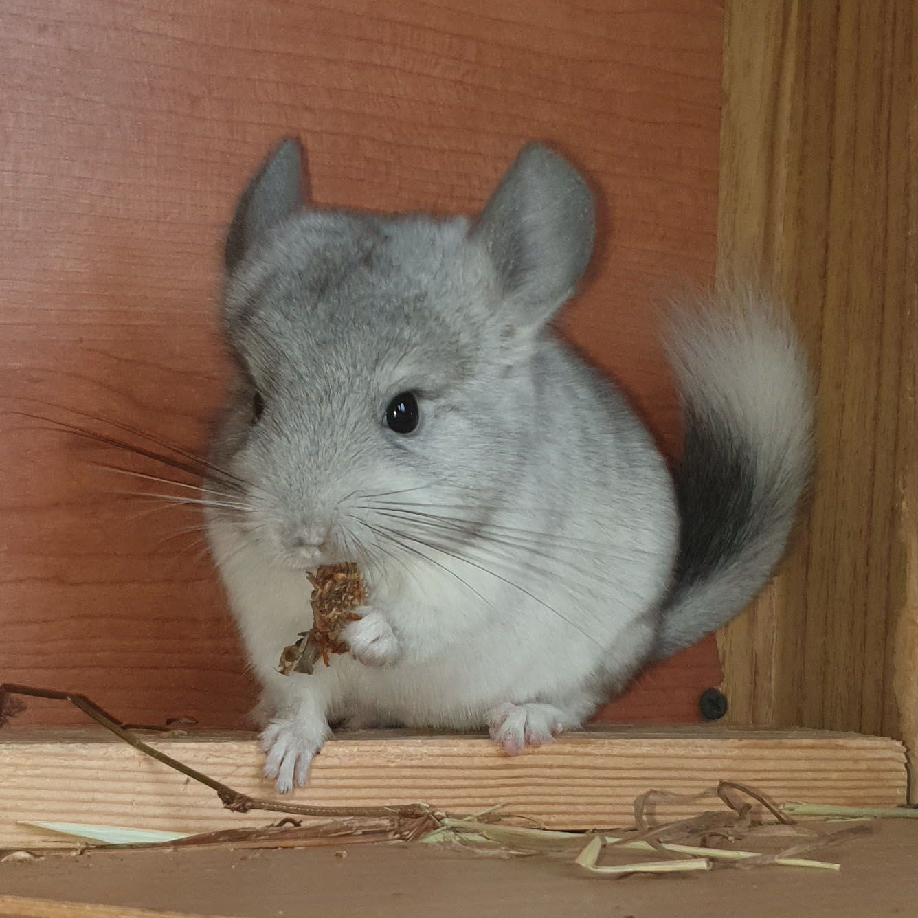 Маленький самец шиншиллы Белый эбони носитель ангоры
