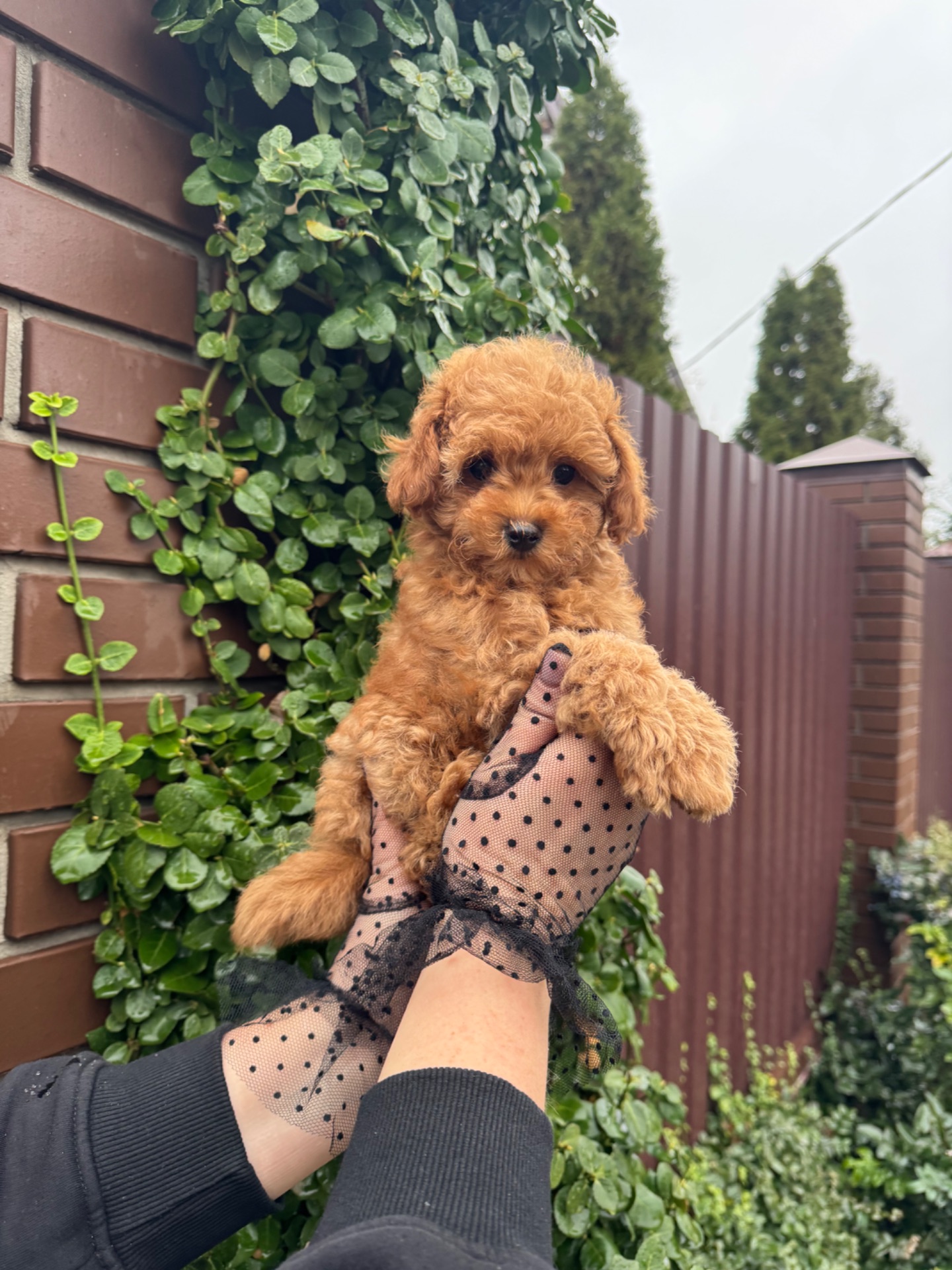 Милая леди той пудель