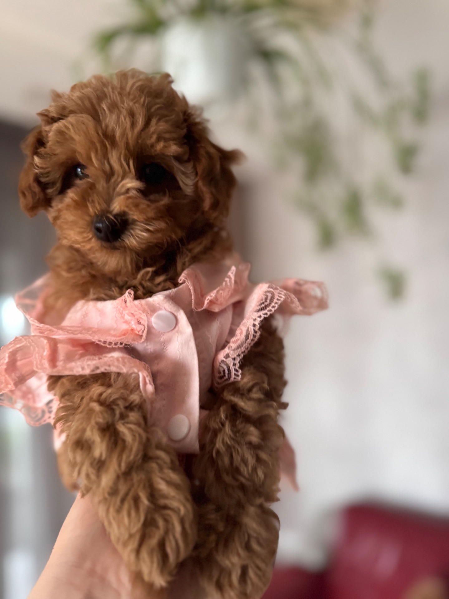 Милая леди той пудель