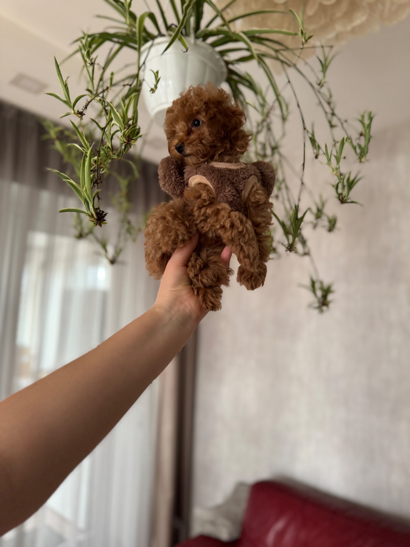 Милая леди той пудель