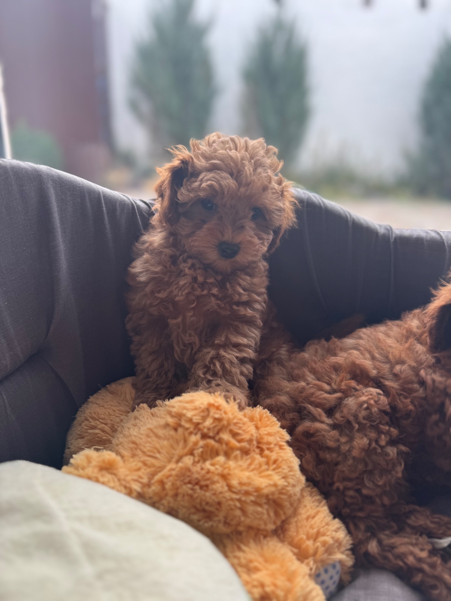 Милая леди той пудель