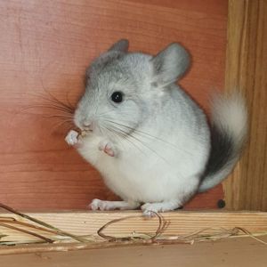 Маленький самец шиншиллы Белый эбони носитель ангоры