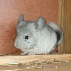 Маленький самец шиншиллы Белый эбони носитель ангоры