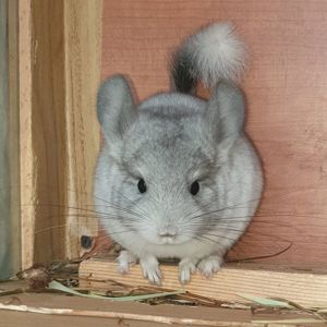Маленький самец шиншиллы Белый эбони носитель ангоры