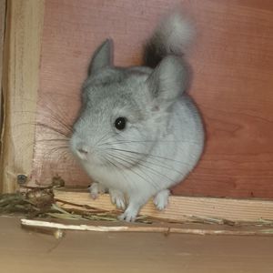 Маленький самец шиншиллы Белый эбони носитель ангоры