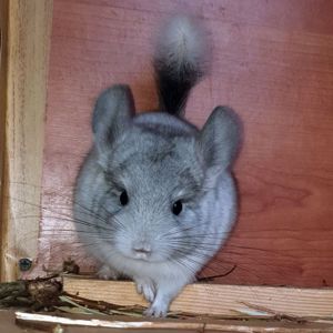 Маленький самец шиншиллы Белый эбони носитель ангоры