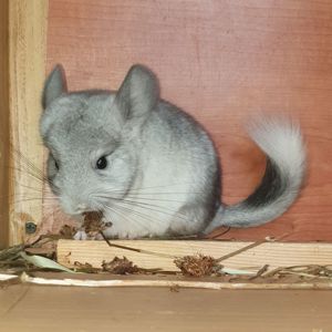 Маленький самец шиншиллы Белый эбони носитель ангоры