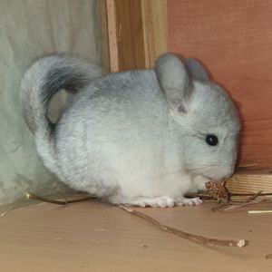 Маленький самец шиншиллы Белый эбони носитель ангоры