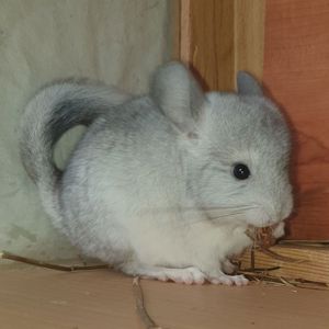 Маленький самец шиншиллы Белый эбони носитель ангоры