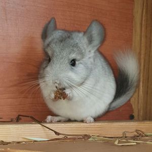 Маленький самец шиншиллы Белый эбони носитель ангоры