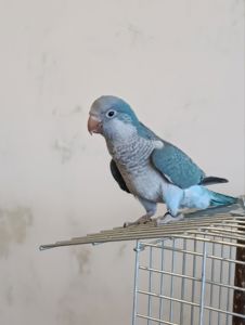 Продам папужку Монах (Квакер) вигодованець! Ручний дуже! Говорить!