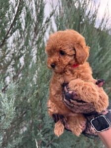 Милая леди той пудель