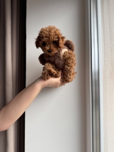 Милая леди той пудель