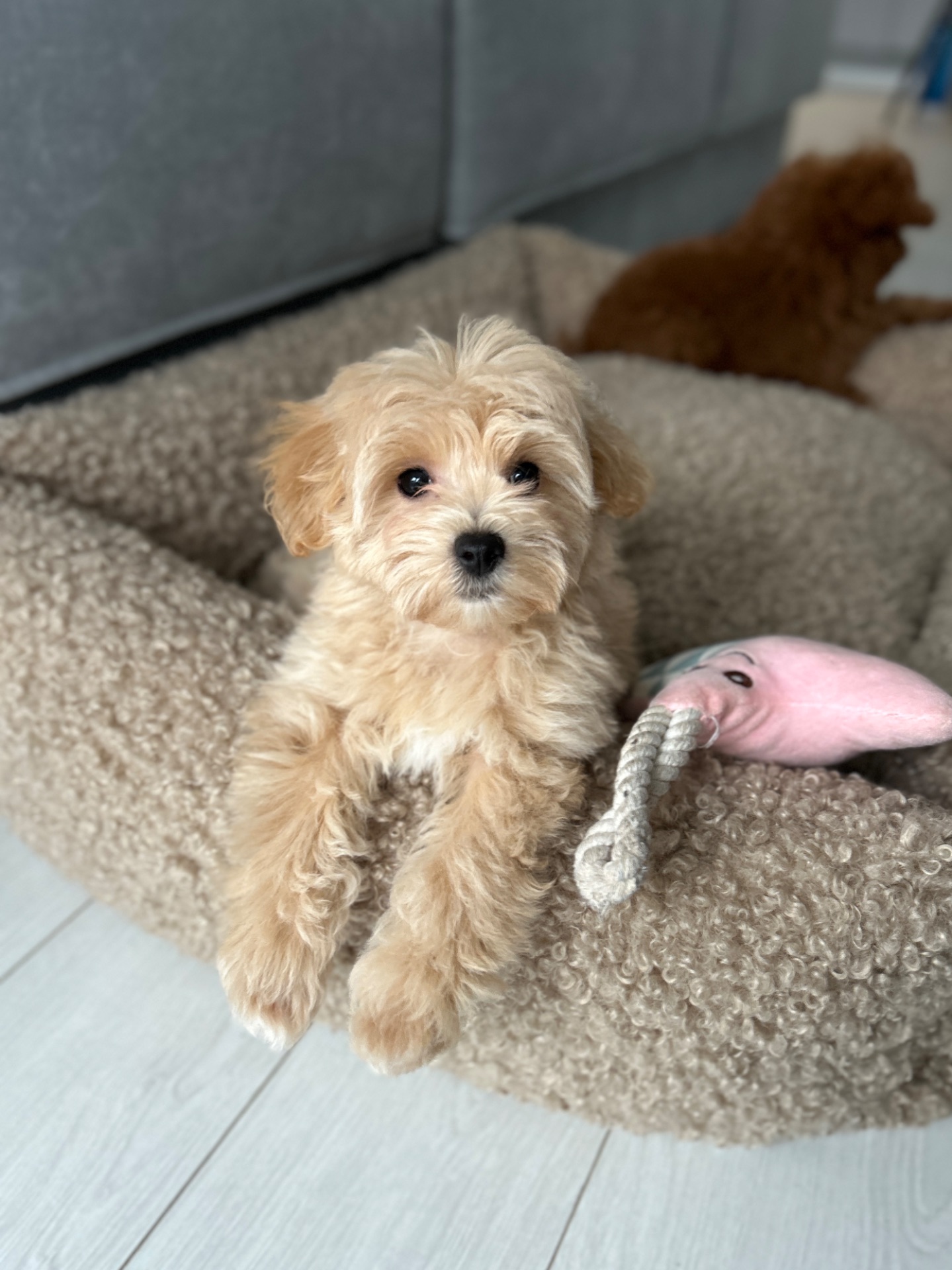 Кукольная мини девочка мальтипу f1 bay face