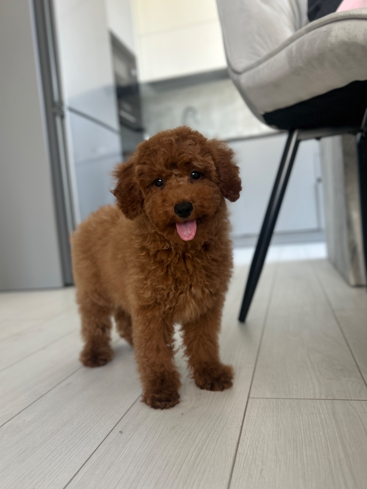 Мальчик той пудель ред Браун окраса Киев