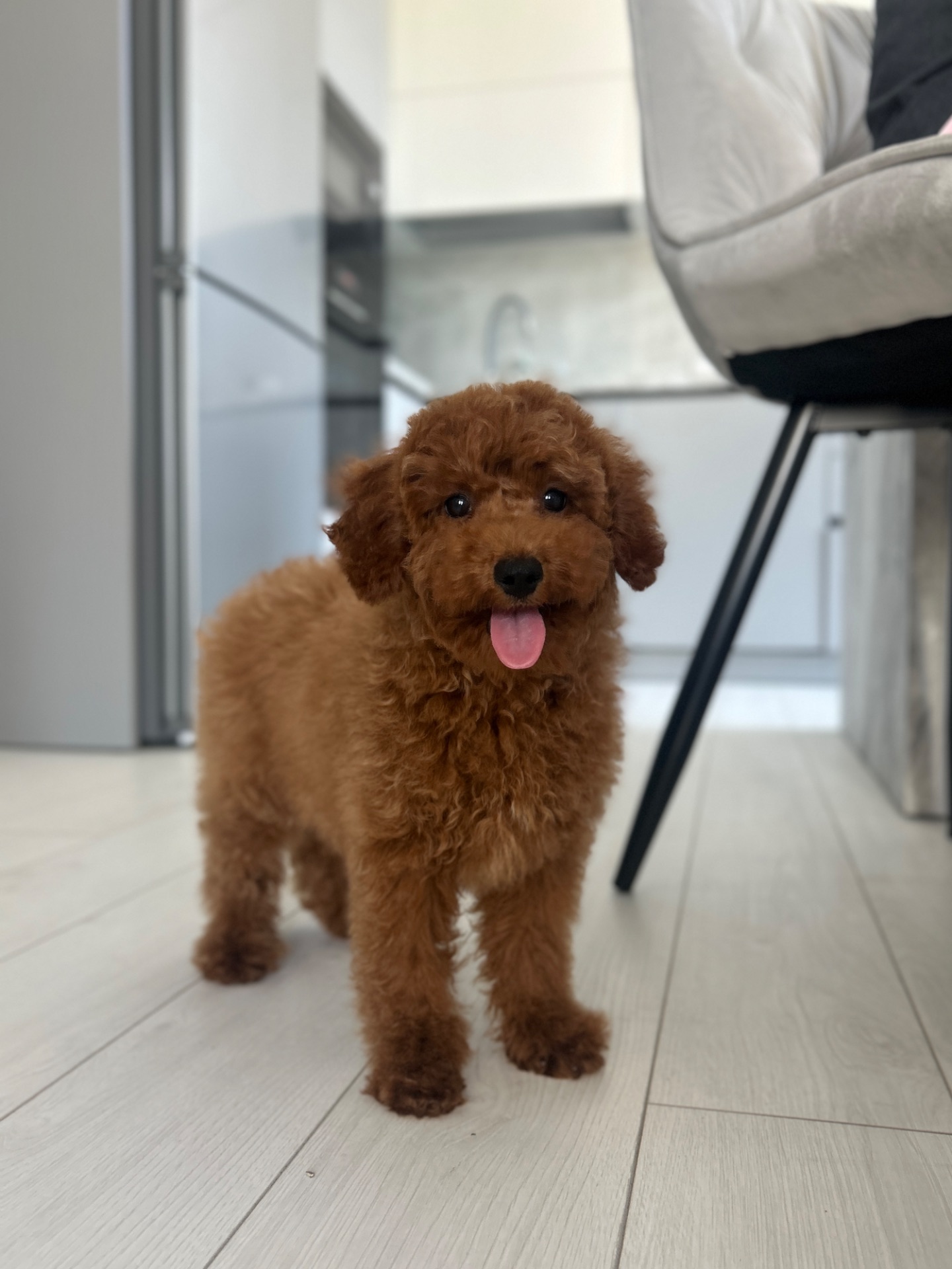 Мальчик той пудель ред Браун окраса Киев