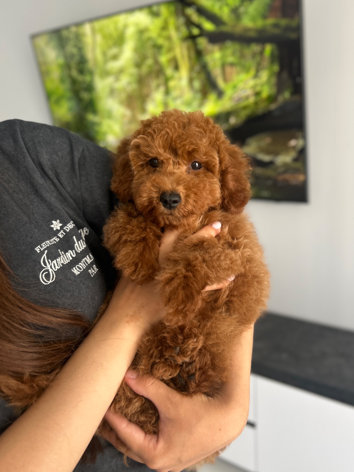 Невероятный мальчик той пудель red brown