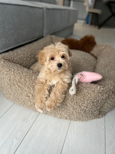 Кукольная мини девочка мальтипу f1 bay face