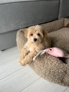 Кукольная мини девочка мальтипу f1 bay face