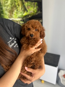 Невероятный мальчик той пудель red brown